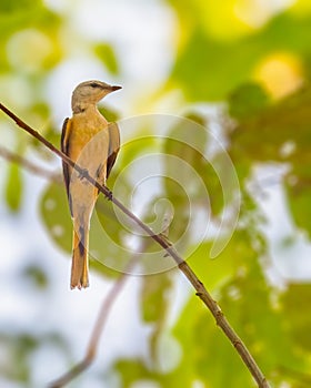 A Rosy Minivet