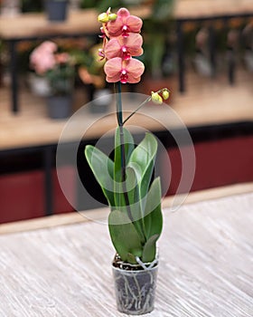 Rosy Moth orchid, Phalaenopsis