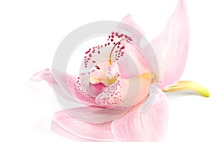 Rosy orchid isolated on white background