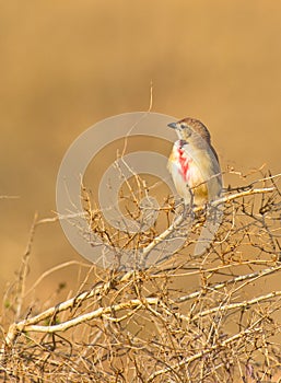 A Rosy-patched Bush-shrike