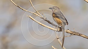 Rosy-patched Bush-shrike on Bush