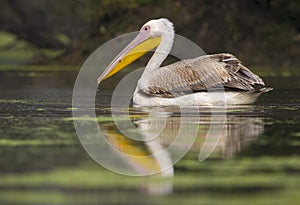 Rosy Pelican