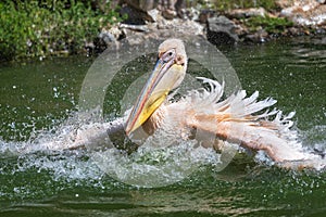 A rosy Pelican splashes water to catch fishin Danube Delta.