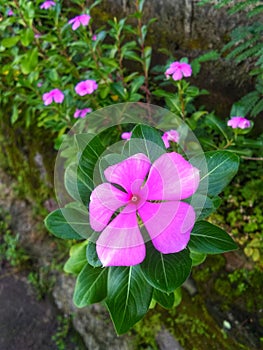 Rosy periwinkle flowers bloom together