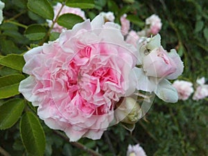 Rosy Pink clusters