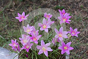 Rosy rain lily or rose fairy lily or rose zephyr lily or pink rain lily Zephyranthes rosea flowers