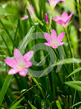 Rosy Rain Lily ( Zephyranthes rosea ) with rain drops