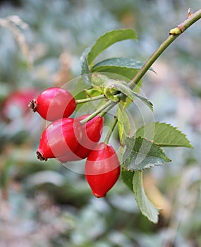 Rosy Red Rosehips