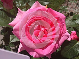 Rosy rose