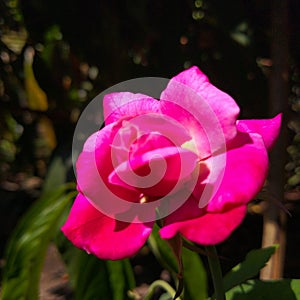 Rosy rose, a fascinate flower in the dark