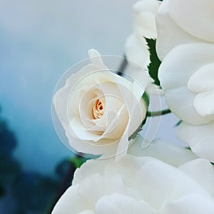 Rosy rose white