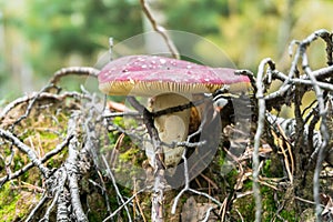 Rosy russula mushroom among dried twigs.