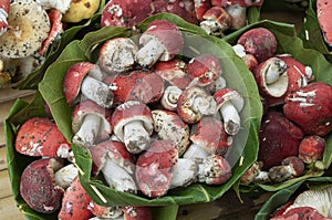Rosy Russula Red Mushroom in a Krathong leaves