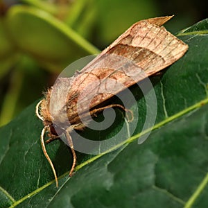 Rosy rustic moth (Hydraecia micacea)