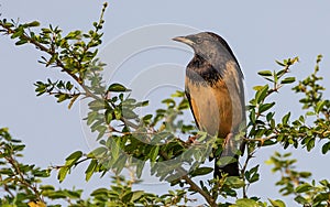 Rosy Starling morning sunbath