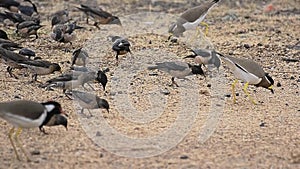 Rosy Starling , Red and Yellow Wattled Lapwings