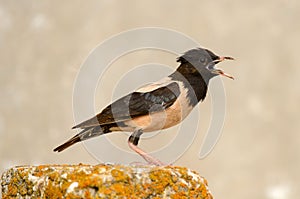 The rosy Starling is standing with open beak on a beautiful background
