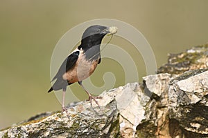 Rosy Starling Sturnus roseus