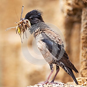 The rosy Starling Sturnus roseus sits on a stone with a bunch of grasshoppers in its beak