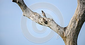 Rosy Starling on a tree trunk against the clear blue skies at Bundala national park