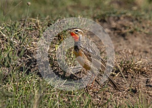 Rosy-throated longclaw Macronyx ameliae photo