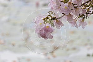 Rosy trumpet tree and flowers.May be called `Tabebuia rosea`or `pink poui`.The flowers are large, in various tones of pink to purp