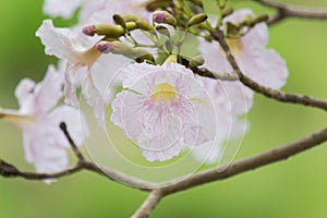 Rosy trumpet tree and flowers.May be called `Tabebuia rosea`or `pink poui`.The flowers are large, in various tones of pink to purp