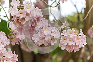 Rosy trumpet tree and flowers.May be called `Tabebuia rosea`or `pink poui`.The flowers are large, in various tones of pink to purp