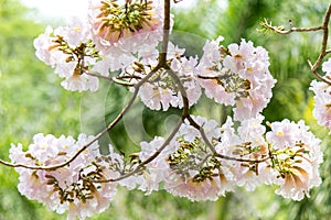 Rosy trumpet tree and flowers.May be called `Tabebuia rosea`or `pink poui`.The flowers are large, in various tones of pink to purp