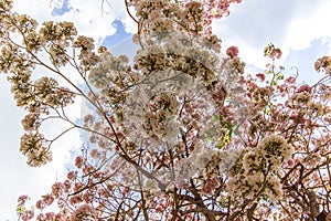 Rosy trumpet tree and flowers.May be called `Tabebuia rosea`or `pink poui`.The flowers are large, in various tones of pink to purp