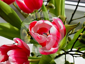 Rosy Tulips in a glass vase