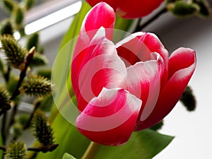 Rosy Tulips in a glass vase