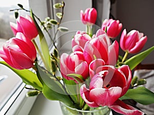 Rosy Tulips in a glass vase