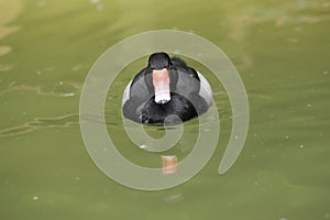 Rosybill pochard