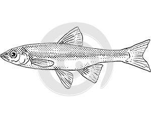 Rosyface shiner or Notropis rubellus Freshwater Fish Cartoon Drawing photo