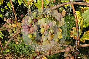 Rot of grapes close-up. Protection of the vineyard garden from d