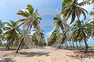 Rota dos Coqueiros, Maracaipe beach, Ipojuca PE Brazil