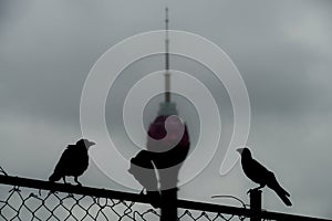 Rota Stower (Sri Lanka Colombo)