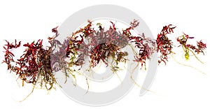 Rotala blood red