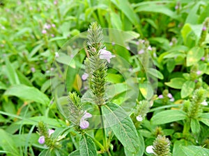 Rotala fimbriata, a species of flower found in Kaas Plateau