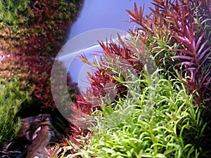 Rotala in the planted aquarium. Aquascape side view