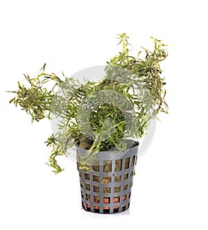 rotala wallichii in studio