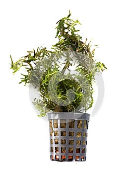 rotala wallichii in studio