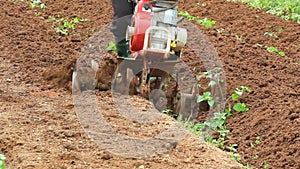 Rotary cultivator working in garden