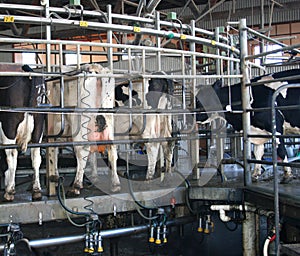 Rotary Dairy photo