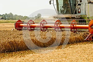 Rotary straw walker cut and threshes ripe wheat grain. Man in combine harvesters with grain header, wide chaff spreader