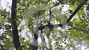 Rotate and Looking up shot. Green forest in a rural landscape. Sun`s rays through tops of trees, sun shines through foliage. Warm