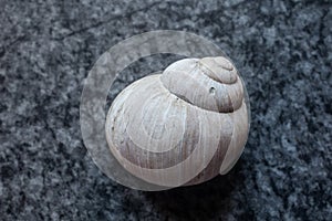 Rotated shell of a snail