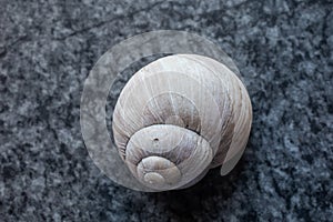 Rotated shell of a snail