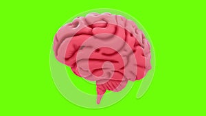 A rotating 3D human brain in pink color on a green screen.